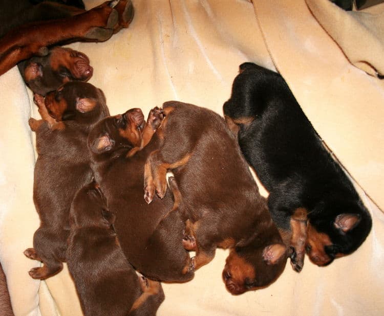 week old doberman puppies