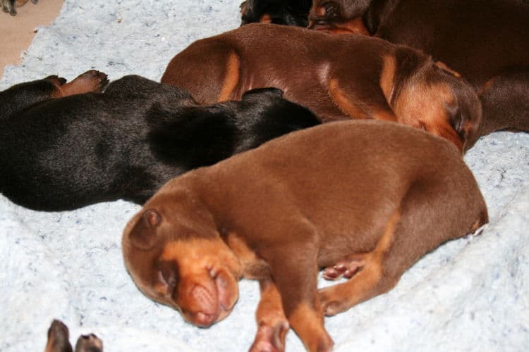 week old doberman puppies