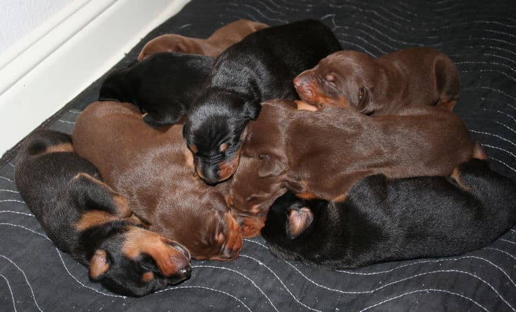 week old doberman puppies