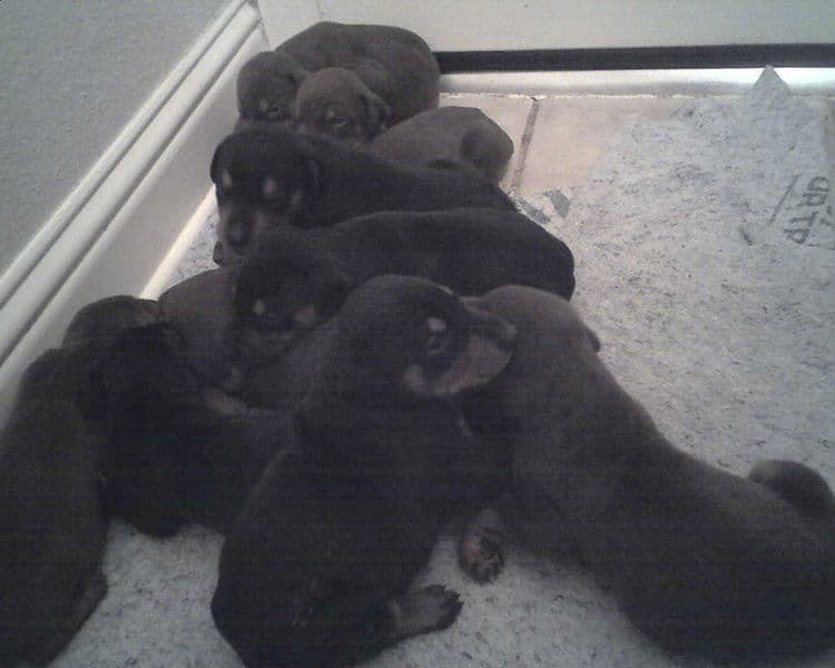 2 week old doberman puppies