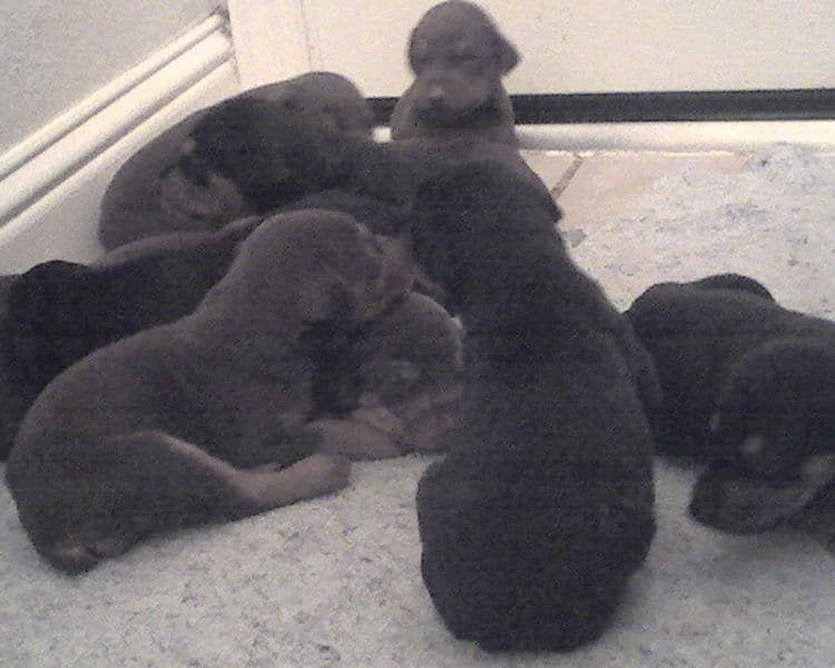 2 week old doberman puppies