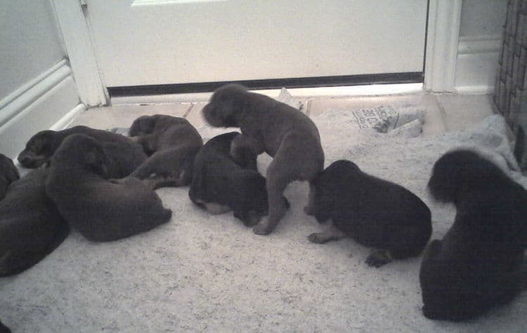 2 week old doberman puppies