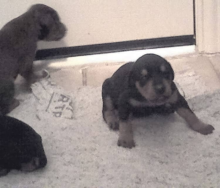 2 week old doberman puppies