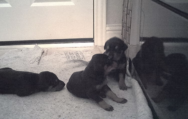 week old doberman puppies