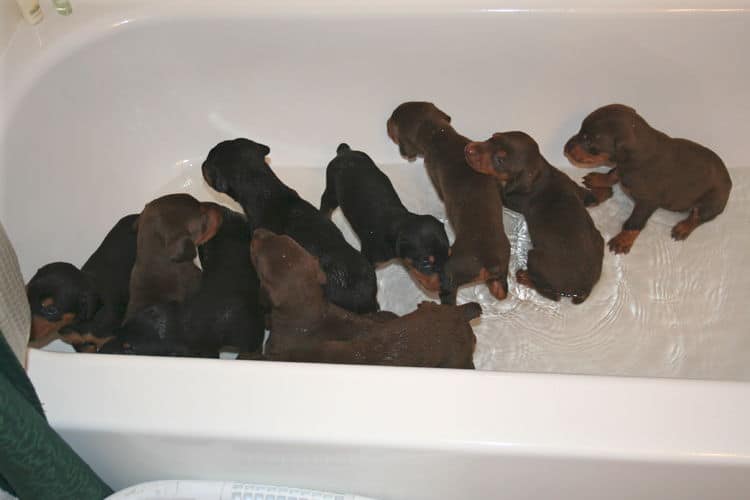 3 week old doberman puppys