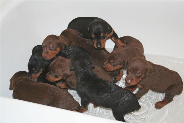 3 week old doberman puppies