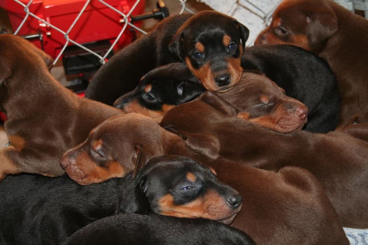 3 week old doberman puppys