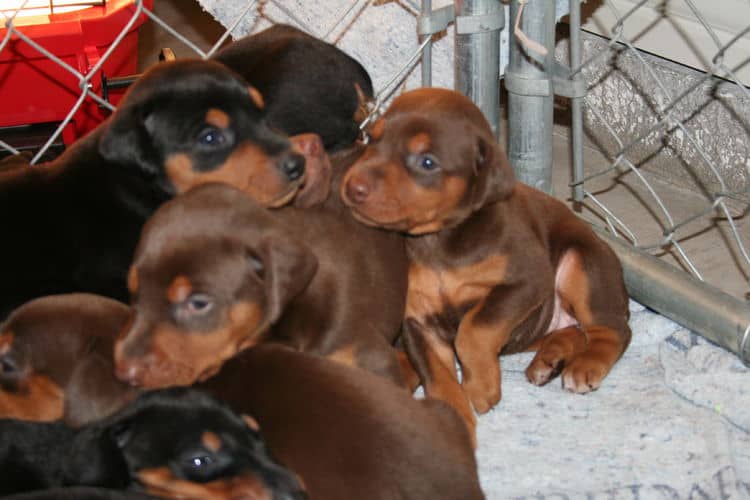 3 week old doberman puppys