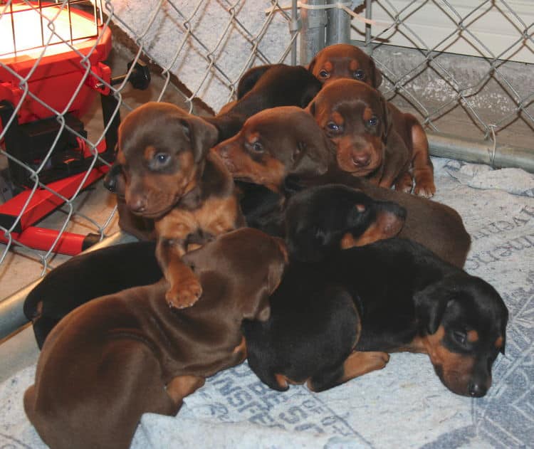 3 week old doberman puppys