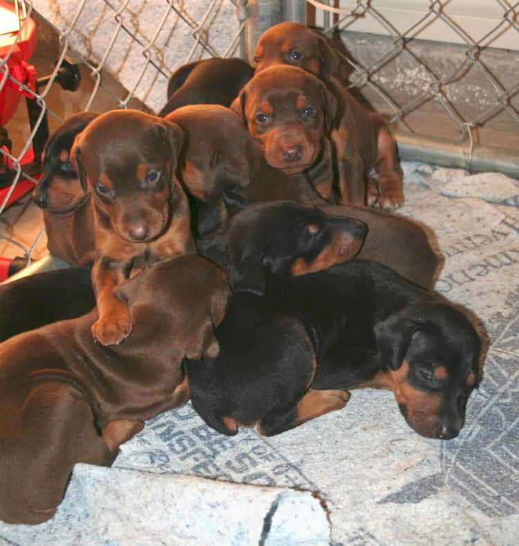 3 week old doberman puppys