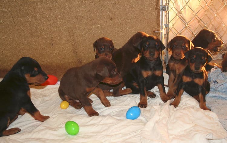 3 week old doberman puppies