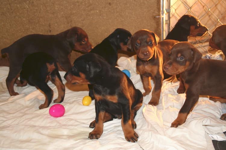 3 week old doberman puppies