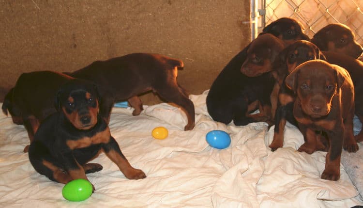 3 week old doberman puppies