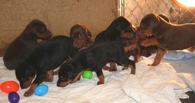 3 week old doberman puppies