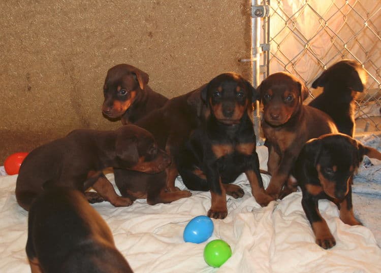 3 week old doberman puppies