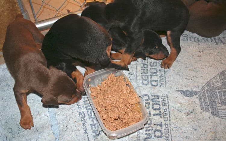 3 week old doberman puppies