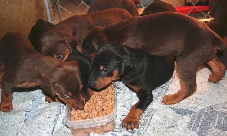 3 week old doberman puppies