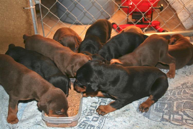 3 week old doberman puppies