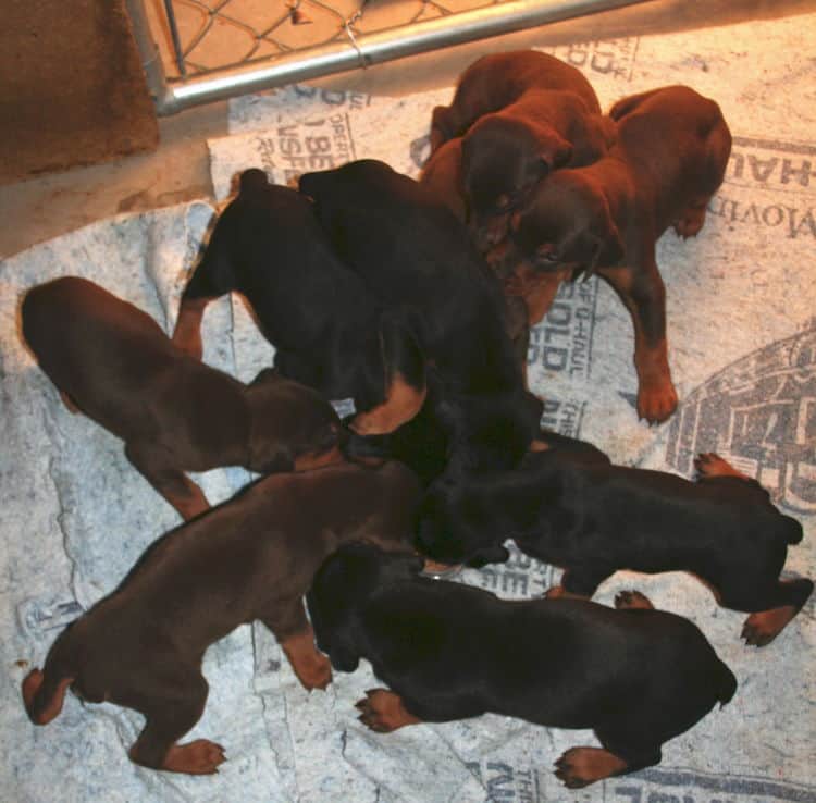 3 week old doberman puppies