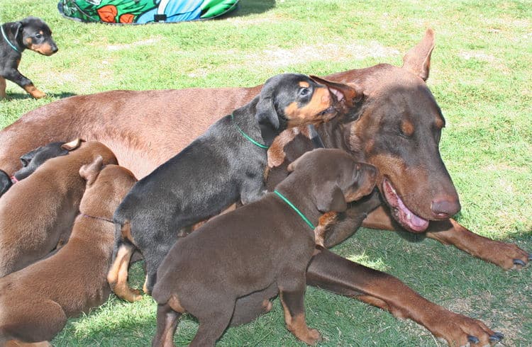 4 week old doberman puppies