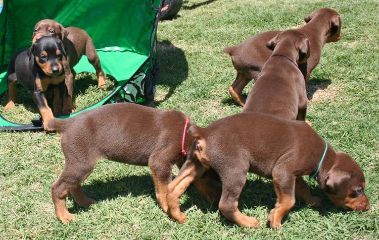 4 week old doberman puppies