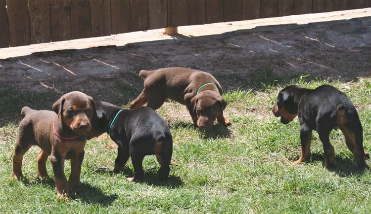 4 week old doberman puppies