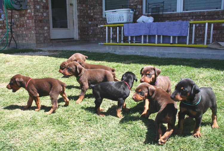 4 week old doberman puppies