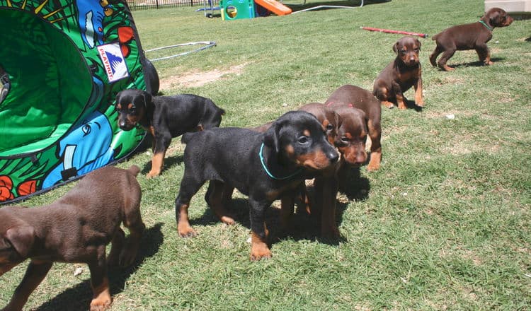 4 week old doberman puppies