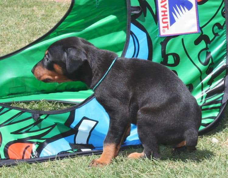 black female dobe pup