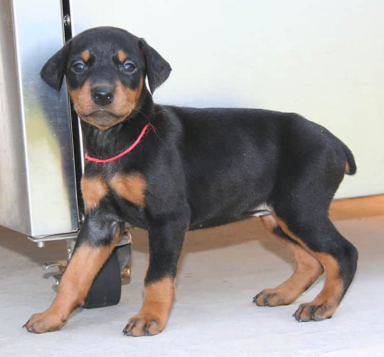 black female dobe pup