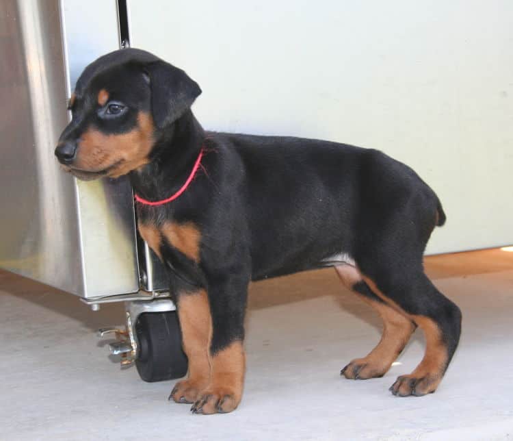 black female dobe pup