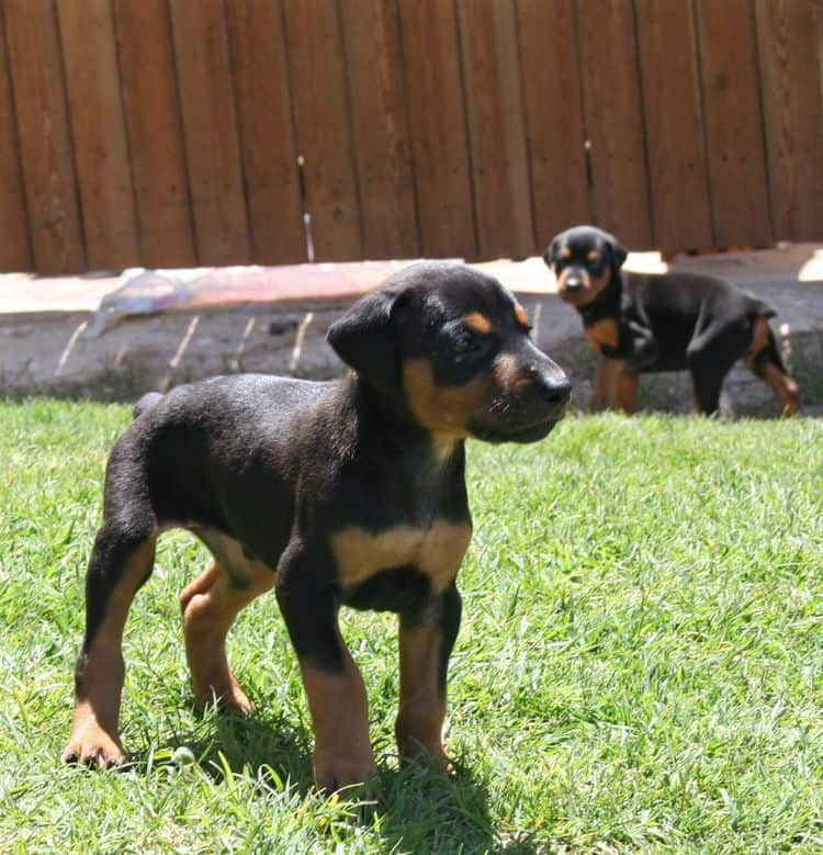 black male dobe pup