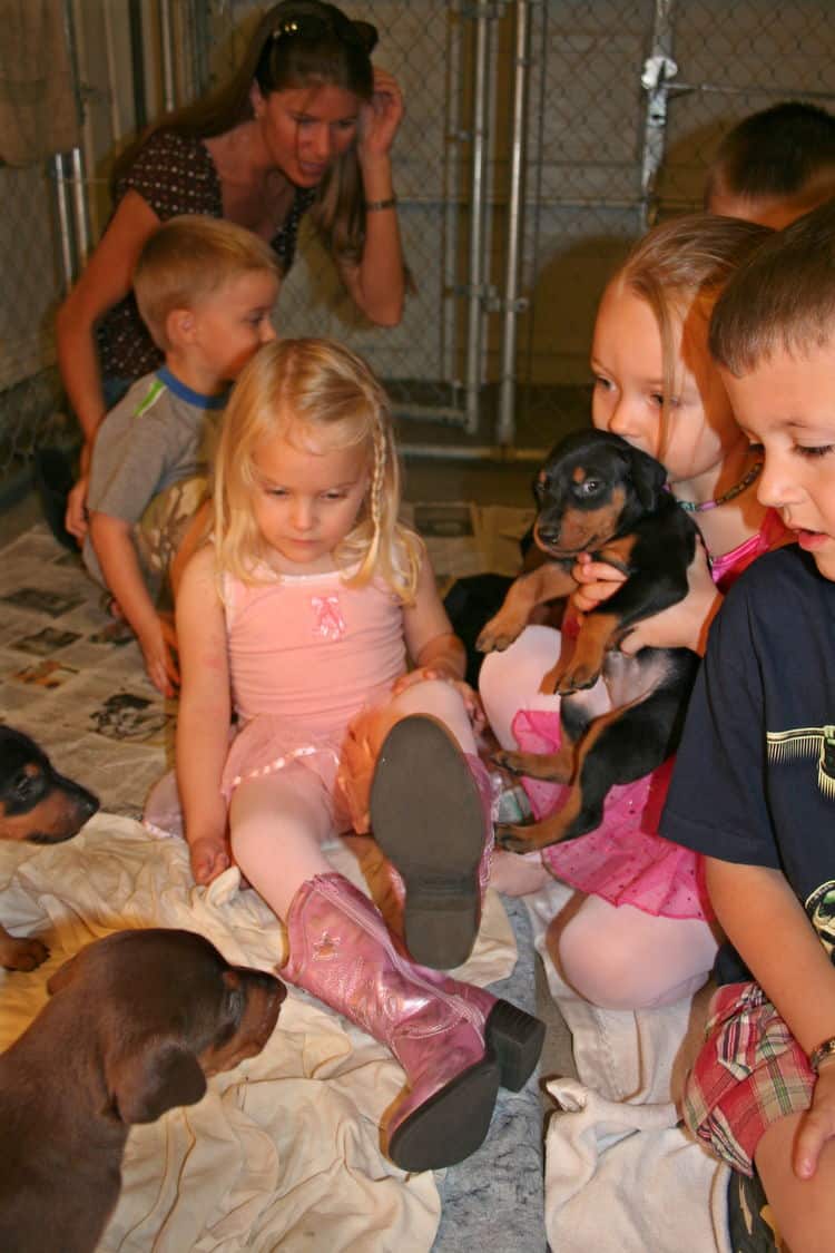 4 week old doberman puppies