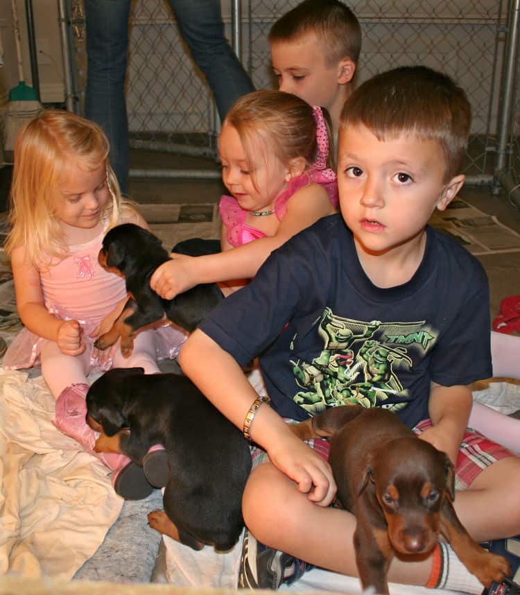 4 week old doberman puppies