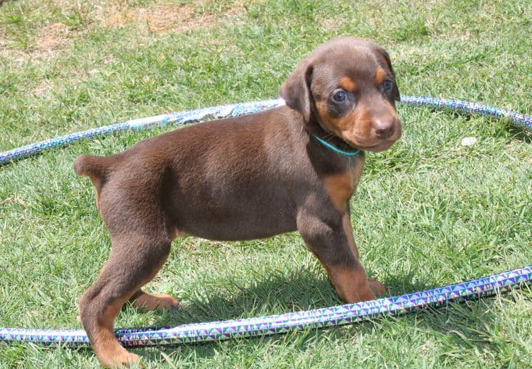 red female dobe pup