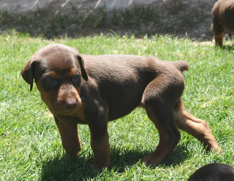 red female dobe pup