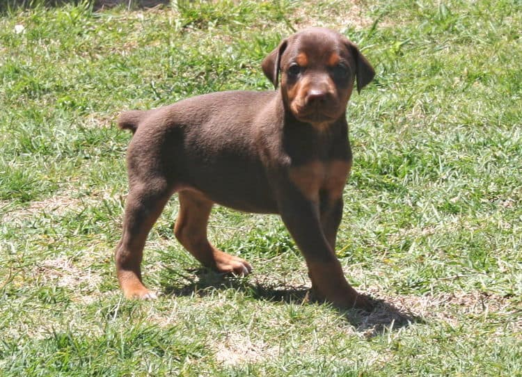 red female dobe pup