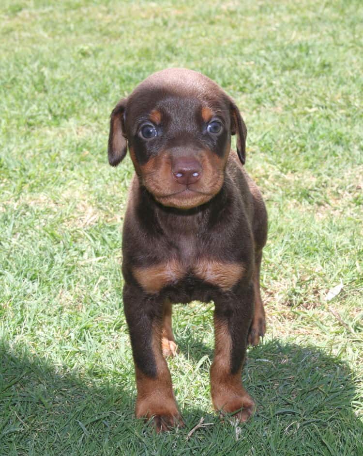 red male dobe pup