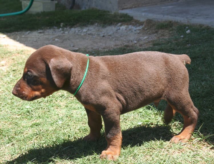 red male dobe pup