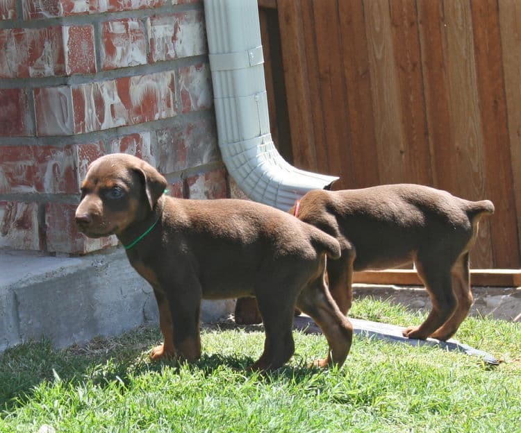 red male dobe pup