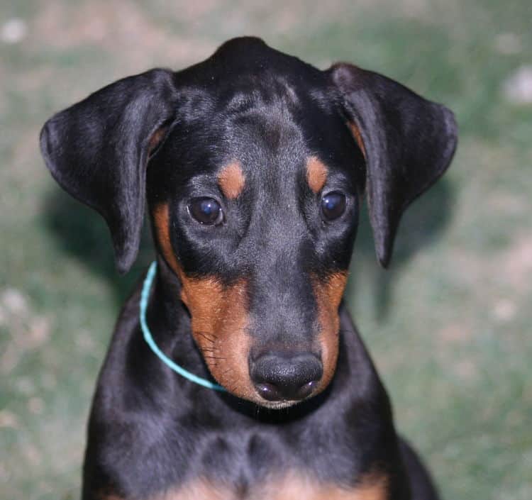 doberman female pup natural ears