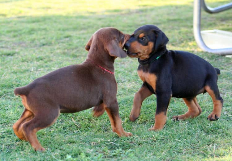 5 week old doberman puppies