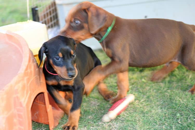 5 week old doberman puppies