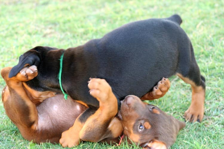 5 week old doberman puppies