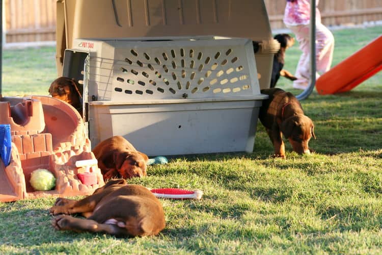 5 week old doberman puppies