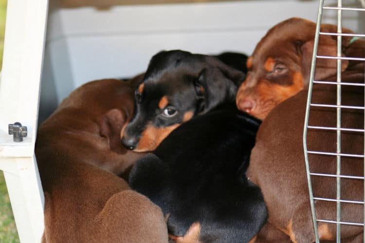 5 week old doberman puppies