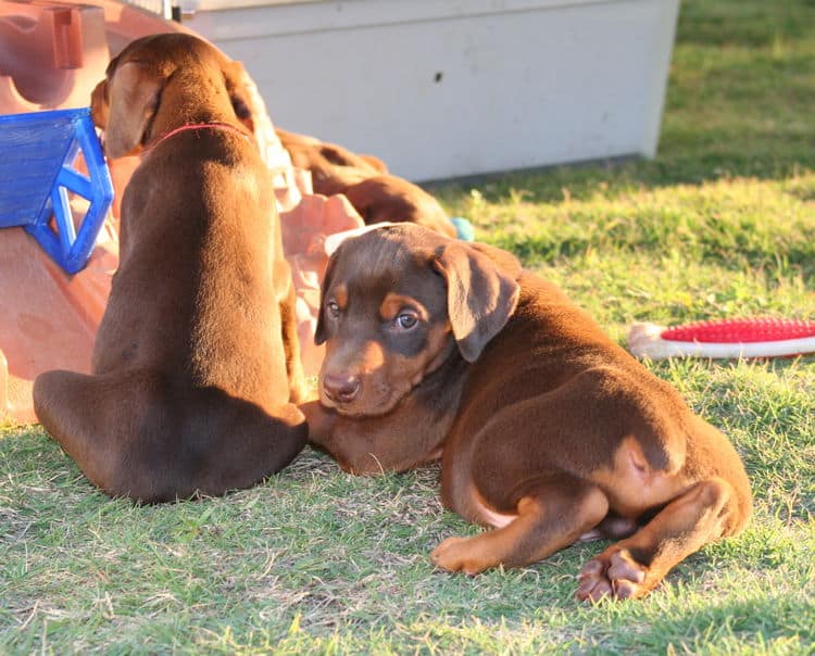 5 week old doberman puppies