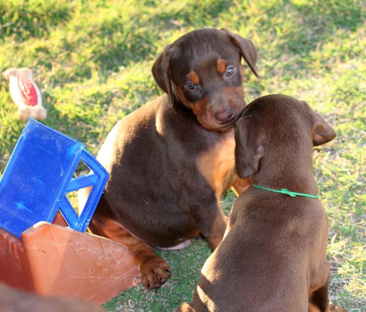 5 week old doberman puppies