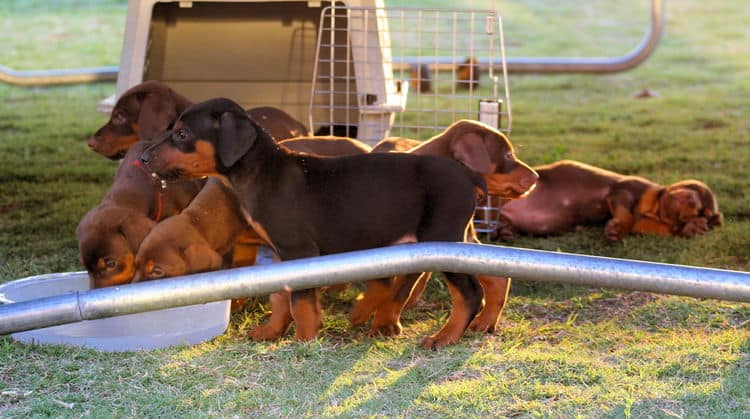 5 week old doberman puppies