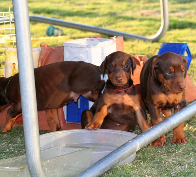 5 week old doberman puppies